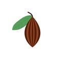 cocoa beans flat design vector illustration