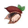 Cocoa beans Flat style illustration.