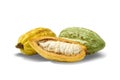 Cocoa beans and fresh yellow and green pods Royalty Free Stock Photo