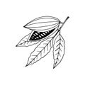 Cocoa beans growing on a branch with leaves hand drawn vector doodle. single element for design icon, label, poster, menu, card, Royalty Free Stock Photo