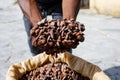 Cocoa beans in the hands of a farmer on the background of bags. Royalty Free Stock Photo