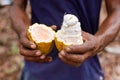 Cocoa beans in the hands of a farmer on the background of bags. Royalty Free Stock Photo