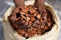 Cocoa beans in the hands of a farmer on the background of bags.