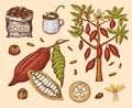 Cocoa beans and hot chocolate. Natural organic product. Seeds of fruit on the plantation. Tree and an old bag with farm