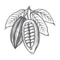 Cocoa beans illustration