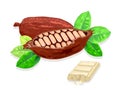 Cocoa beans are ingredients for cooking delicious white chocolate.