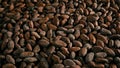 Cocoa Beans In Large Pile