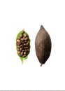 Cocoa beans on cocoa leaf and cocoa pods Royalty Free Stock Photo