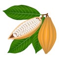 Cocoa beans with leaves on a branch.