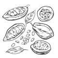 Cocoa beans, outline icons set, line cacao pod, organic fruit with raw seeds and leaf Royalty Free Stock Photo