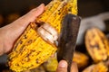 Cocoa beans and cocoa pod. Royalty Free Stock Photo