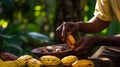 Cocoa beans and a cocoa pod in the hands of a farmer in nature. Royalty Free Stock Photo