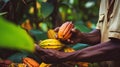 Cocoa beans and a cocoa pod in the hands of a farmer in nature. Royalty Free Stock Photo