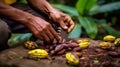Cocoa beans and a cocoa pod in the hands of a farmer in nature. Royalty Free Stock Photo