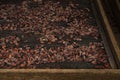 Cocoa beans processing in Guadeloupe Royalty Free Stock Photo