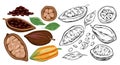 Cocoa beans set, isolated plant with pod and sketch black line icons of fruit and seeds