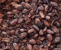 Cocoa beans shells and nibs on a chocolate making factory table