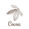 Cocoa beans sketch vector illustration.