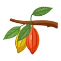 Cocoa branch icon cartoon vector. Tree bean Royalty Free Stock Photo