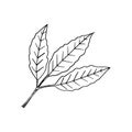 Cocoa branch with leaves hand drawn vector doodle. single element for design icon, label, poster, eco, card, sticker. plant Royalty Free Stock Photo