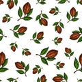 Cocoa branch vector seamless pattern. Superfood drawing. Organic