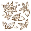 COCOA BRANCHES SKETCH Monochrome Clip Art Vector Illustration Set