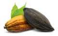 Cocoa or Cacao pod isolated on white background Royalty Free Stock Photo