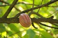Cocoa or cacao pod on tree Royalty Free Stock Photo