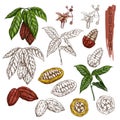 Cocoa or cacao sketch, chocolate fruit branch