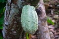 Growing cocoa bean in branch