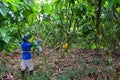 Cocoa farm, harvest time