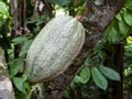 Cocoa farm in Southern Bahia Brazil. Green fruit on the cocoa tree