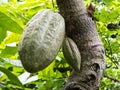 Cocoa farm in Southern Bahia Brazil. Green fruit on the cocoa tree