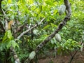 Cocoa farm in Southern Bahia Brazil. Green fruit on the cocoa tree