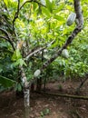 Cocoa farm in Southern Bahia Brazil. Green fruit on the cocoa tree