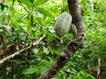 Cocoa farm in Southern Bahia Brazil. Green fruit on the cocoa tree