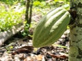 Cocoa farm in Southern Bahia Brazil. Green fruit on the cocoa tree