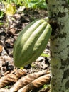 Cocoa farm in Southern Bahia Brazil. Green fruit on the cocoa tree