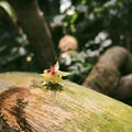 Cocoa flower on a wood piece