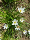 Cocoa flower or Zephyranthes candida