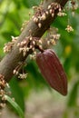 Cocoa flowers, Cacao fruit, Cocoa pod on tree Royalty Free Stock Photo