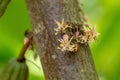Cocoa flowers, Cacao fruit, Cocoa pod on tree Royalty Free Stock Photo