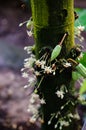 Cocoa flowers and small fruits