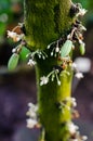 Cocoa flowers and small fruits