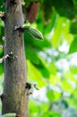 Cocoa flowers and small fruits