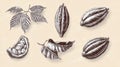 Cocoa Fruit and Bean Sketches for Use in Cafe or Shop Designs Featuring Hand Drawn Illustrations and Natural Elements on Royalty Free Stock Photo
