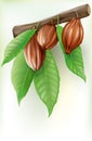 Cocoa fruit on a chocolate background