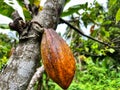 Cocoa fruit Royalty Free Stock Photo
