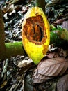 Cocoa fruit with damage for squirrel attack Royalty Free Stock Photo