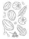 Cocoa fruit doodle vector illustration set